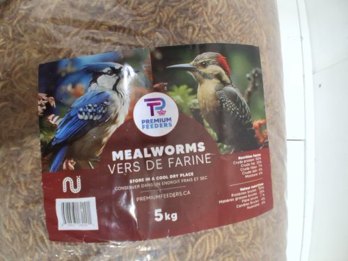 premium feeders mealworms - 11lb (5KG) image 4