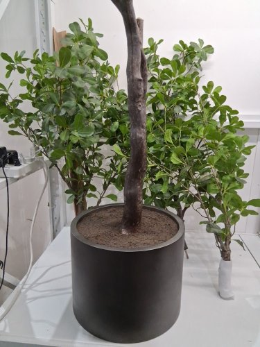 faux euonymus artificial tree - 6'5" (model: 1987611) image 2