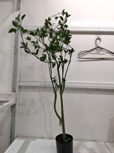 nearly natural - Minimalist Citrus Artificial Tree - 5FT (model: t2762-mb) image 3