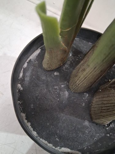 ARTIFICIAL BIRD OF PARADISE FAUX PLANT - 47" - white pot (Model: bplrj-120) image 5