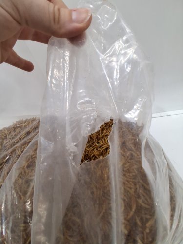premium feeders mealworms - 11lb (5KG) image 3