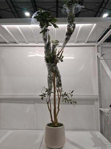 VeriNatural Artificial Olive Tree NATURAL WOOD TRUNK - 18" PLANTER X 8FT TREE - NATURAL/OLIVE image 2