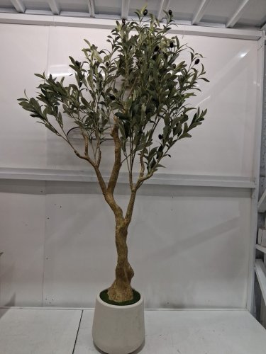 REALEAD ARTIFICIAL FAUX POTTED OLIVE SILK TREE WITH BRANCHES AND FRUITS - 5FT - white image 4
