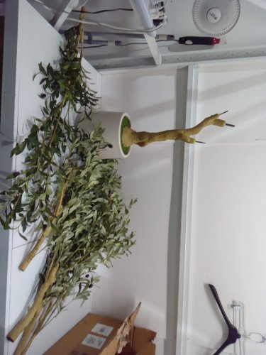 realead artificial potted olive tree - 6ft - green/brown (model: ‎REJTGLSXP01-6FT) image 3