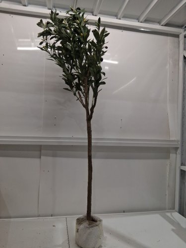 Garvee Artificial Olive Tree in Pot - 5FT- OLIVE image 3