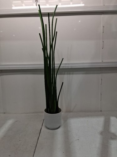 Realistic artificial birds of paradise tree with planter - 6ft - white/green image 4