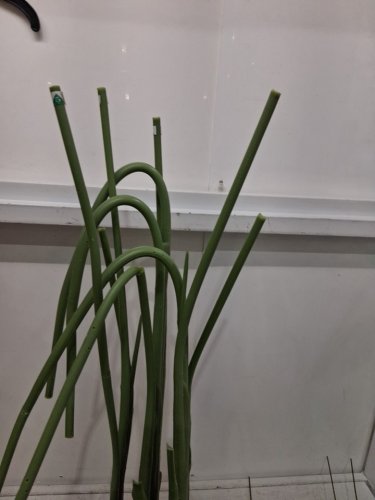 ARTIFICIAL BIRD OF PARADISE FAUX PLANT - 47" - white pot (Model: bplrj-120) image 4