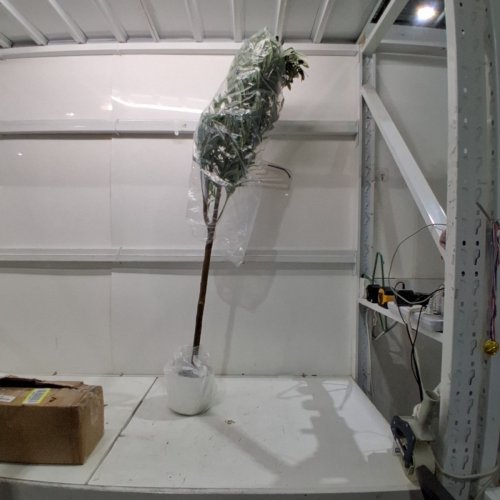 INDOOR ARTIFICIAL OLIVE TREE - 5FT - BROWN/GREEN image 2
