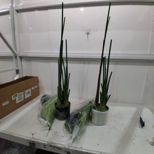 2PK ARTIFICIAL SNAKE PLANTS - GREEN (MODEL: PE-160TTN-2-CA) image 2