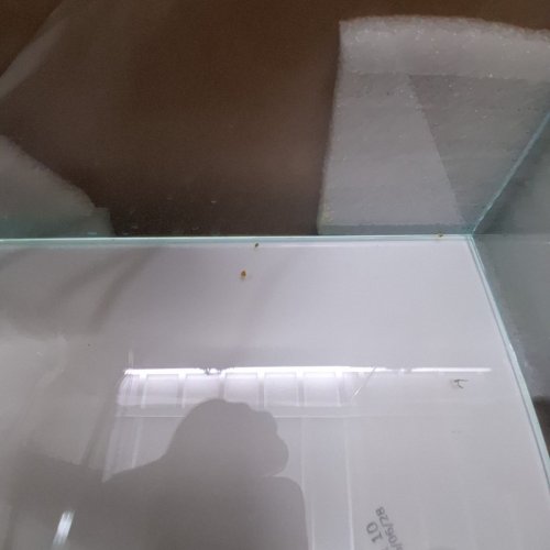 LAQUAL RIMLESS GLASS FISH TANK WITH CLEANING SUPPLIES - 6.5GAL - CLEAR image 6