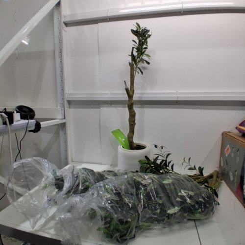 FEELEAD ARTIFICIAL INDOOR OLIVE TREE WITH FRUITS - 6FT - GREEN - (MODEL: FEJTGLS-6FT-B) image 2