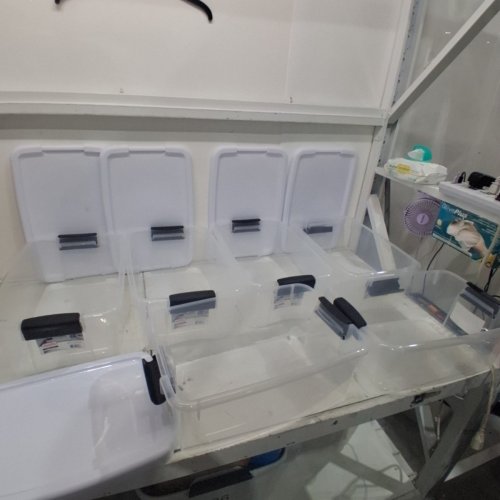 6PK STERILITE STORAGE CONTAINERS WITH LIDS, 18 QT/17L, CLEAR/WHITE, (MODEL:1984) image 2