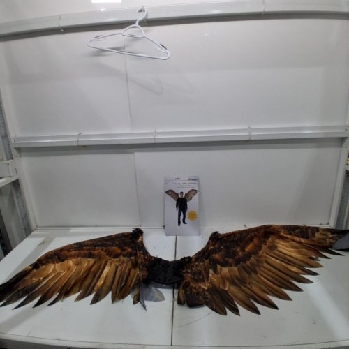 ADULT CALIFORNIA COSTUME COLLECTIONS EAGLE WINGS COSTUME ACCESSORY - OSFM - BROWN (ITEM: 6225-128) image 3