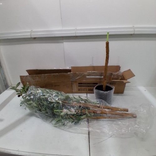 REALEAD FAUX OLIVE TREE - 6FT image 2