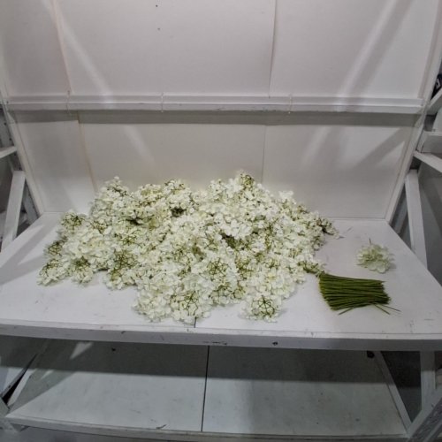 ~100PK ARTIFICIAL FLOWERS REAL LOOKING FLOWERS WITH STEMS - WHITE image 2