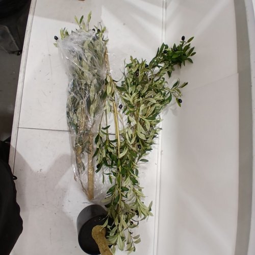 REALEAD ARTIFICIAL POTTED OLIVE TREE - 7FT - GREEN/WHITE (MODEL: ‎REJTGLSXP01-7FT) image 4