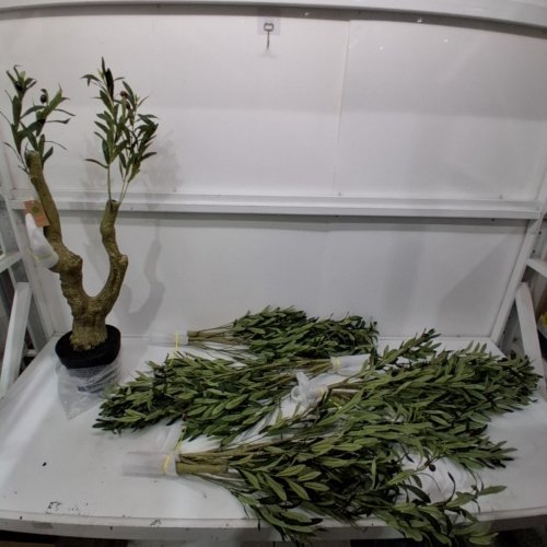 KUNSTLICHE PFLANZEN ARTIFICIAL INDOOR OLIVE TREE - 6FT image 2