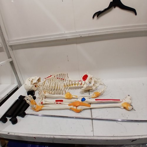 VEVOR ACCURATE PVC ANATOMY SKELETON MODEL WITH LIGAMENTS AND MOVING LIMBS - 71.6" - WHITE/MULTICOLOR - (MODEL:LD-101A) image 3