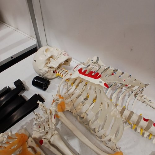 VEVOR ACCURATE PVC ANATOMY SKELETON MODEL WITH LIGAMENTS AND MOVING LIMBS - 71.6" - WHITE/MULTICOLOR - (MODEL:LD-101A) image 4