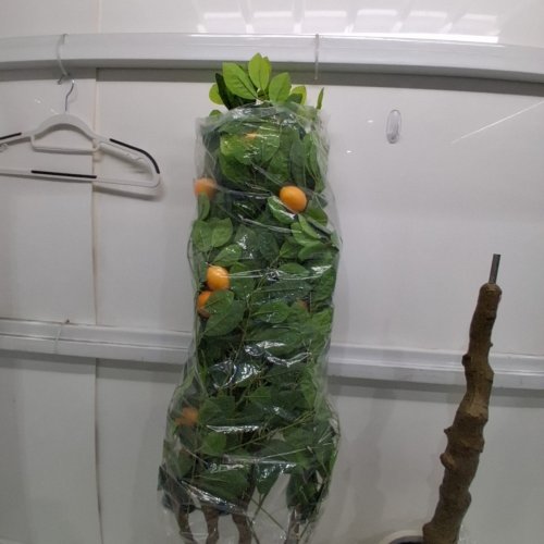 GARVEE INDOOR PRE POTTED ARTIFICIAL LEMON TREE - 6FT - GREEN (MODEL: PHK_33YKLM3A) image 6