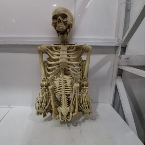 2PC SCS DIRECT SPOOKY HALLOWEEN POSEABLE ADULT AND CHILD HUMAN SKELETON - 5FT4" & 3FT - (MODEL: SCS-SKEL-941) image 2