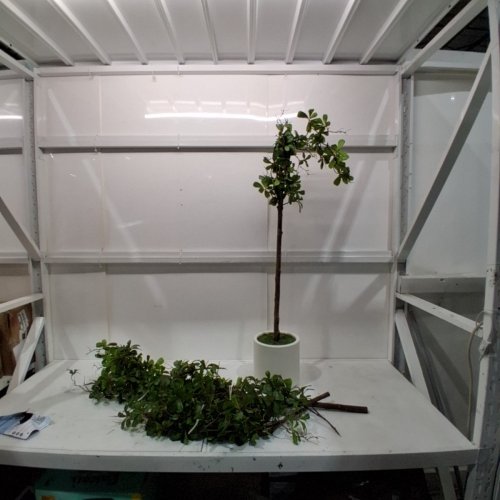 BELLACAT FAUX OLIVE TREE - 7FT - WHITE POT (FAUXTOLIVE2504) image 2