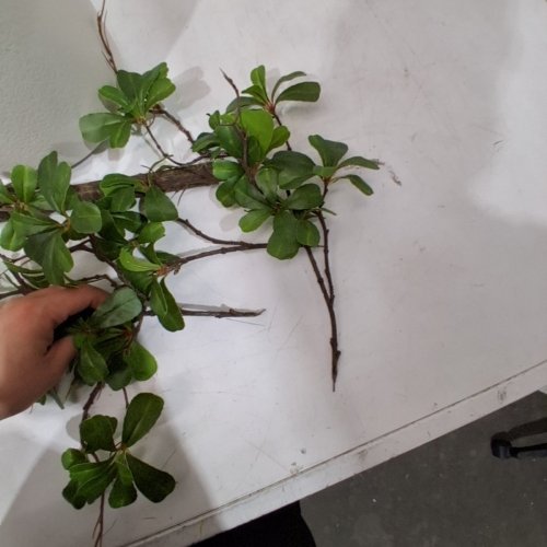 BELLACAT FAUX OLIVE TREE - 7FT - WHITE POT (FAUXTOLIVE2504) image 3