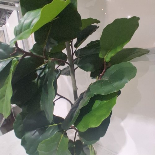 TXABL ARTIFICAL FIDDLE LEAF FIG TREE - 5FT - GREEN / WHITE image 3