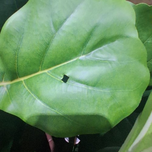 TXABL ARTIFICAL FIDDLE LEAF FIG TREE - 5FT - GREEN / WHITE image 5