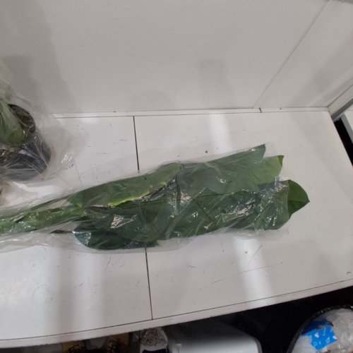 SOLUTION4PATIO 6FT ATRIFICIAL BANANA TREE (MODEL: D418A01) image 4