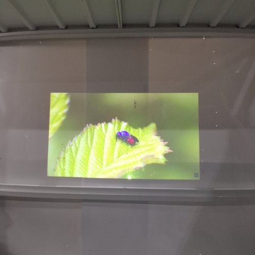LG CINEBEAM Q - SMALL 4K UHD PROJECTOR | UP TO 120-INCH SCREEN SIZE WITH RGB LASER, BLUETOOTH AUDIO DUAL OUT, 3W SPEAKER, SMART WEBOS, AUTO SCREEN ADJUSTMENT (MODEL: PU600U) image 5