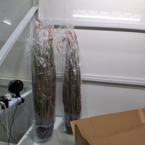 2PK KOL ARTIFICIAL CATTAIL GRASS DECORATION - 4FT - PINK/BLACK POT (MODEL: ‎D463-03-KOL) image 3
