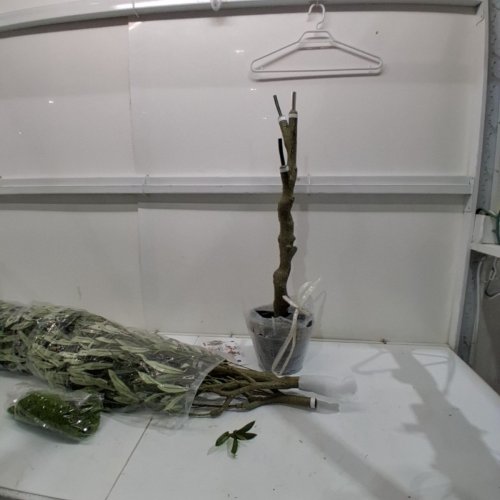 LOMANTO ARTIFICIAL OLIVE TREE WITH WHITE POT - 7 FT - WHITE/GREEN image 2