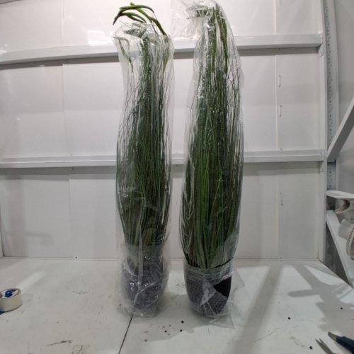 2PK ARTIFICIAL CATTAIL GRASS - 4FT - GREEN (ITEM: D463D02) image 2