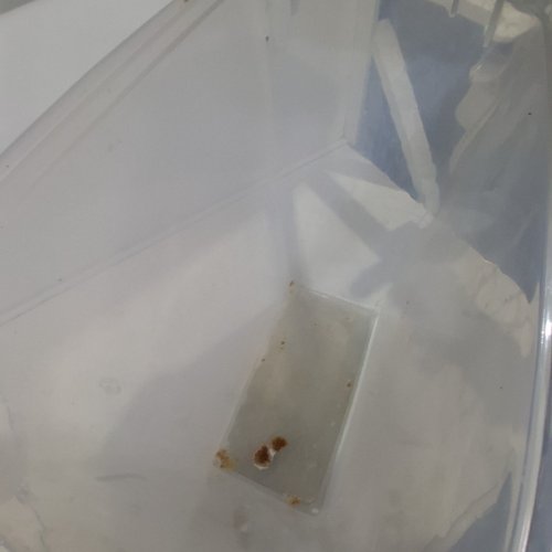 IRIS 69QT. AIRTIGHT PET FOOD CONTAINER image 3