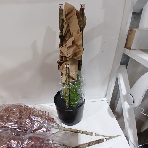 ARTIFICIAL NANDINA TREE WITH POT AND ARTIFICAL MOSS - 6.5FT - BLACK/BROWN/RED image 3