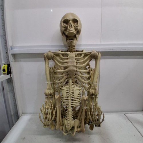 2PC SCS DIRECT SPOOKY HALLOWEEN POSEABLE ADULT AND CHILD HUMAN SKELETON - 5.4FT & 3FT - BONE (MODEL: SCS-SKEL-941) image 2