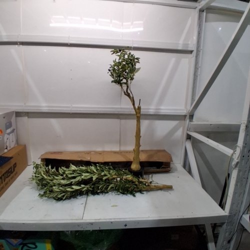 FEELEAD ARTIFICIAL PLANTS DECORATIVE OLIVE TREE - 6FT image 2