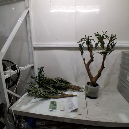 ARTIFICIAL POTTED OLIVE TREE - 7FT - GREEN (ITEM: 0172-NXRG-JS) image 3