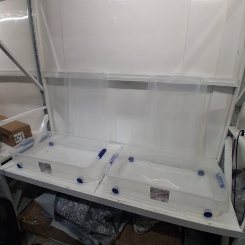 2PK STERILITE UNDERBED STORAGE BOX - 50 QT; 32 1/8" X 19 1/8" X 7" - CLEAR WITH BLUE ACCENTS (MODEL: 1927LAB04C) image 3