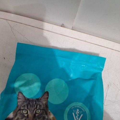IAMS PROACTIVE HEALTH CAT FOOD 7 LBS image 4