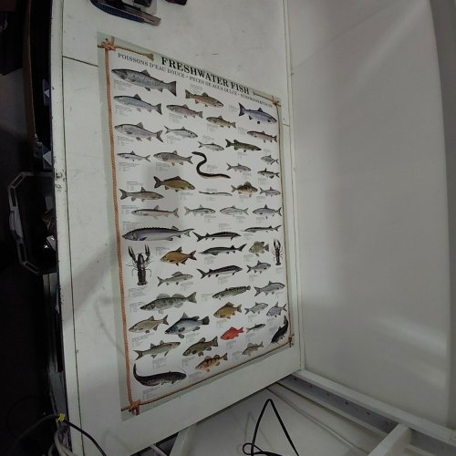 EUROGRAPHICS FRESH WATER FISH POSTER - 24" X 36" image 2