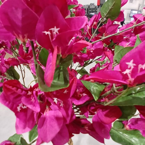 ARTIFICIAL INDOOR BOUGAINVILLEA TREE - 5FT - MULTICOLOR image 3