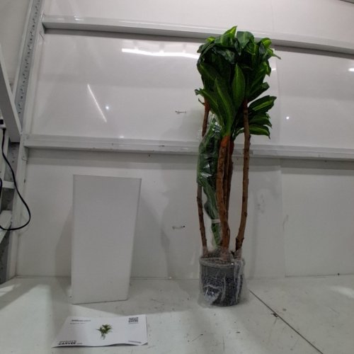 GARVEE ARTIFICIAL PLANT -5FT - GREEN (ITEM: 7ALF7) image 2