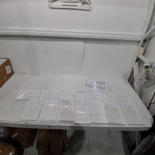 12PK SONGMICS STACKABLE SHOE STORAGE ORGANIZERS - 12.4" X 8.8" X 5.3" - WHITE /TRANSPARENT (MODEL: ULSP12SWT) image 3