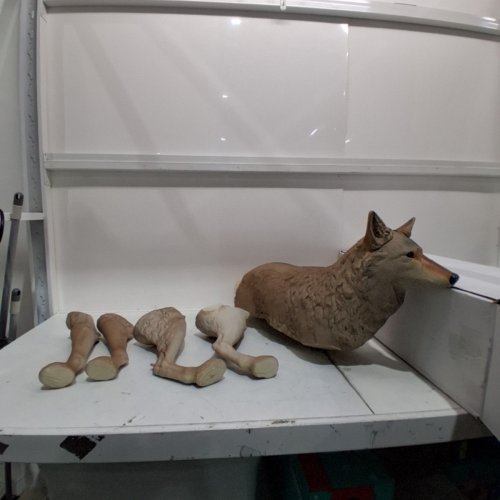 FLAMBEAU LONE HOWLER COYOTE DECOY (MODEL: 5985MS-1) image 2