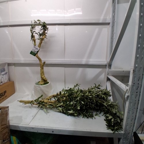REALEAD FAUX OLIVE TREE WITH TALL EXQUISITE PLANTER - 8FT (MODEL: REJTGLSXP-8FT) image 2