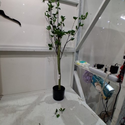 NEARLY NATURAL ARTIFICIAL MINIMALIST CITRUS TREE - 4FT - GREEN (MODEL: T4541-MB) image 3