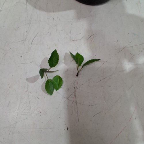 NEARLY NATURAL ARTIFICIAL MINIMALIST CITRUS TREE - 4FT - GREEN (MODEL: T4541-MB) image 4
