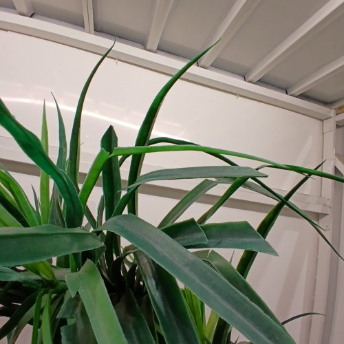ARTIFICAIL DRACAENA TREE - 4FT - GREEN image 3